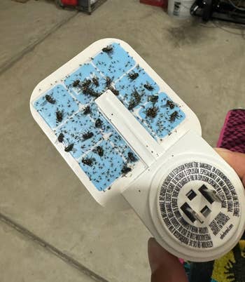Reviewer closeup of manus holding the glue broadside of the fly-trap, with tons of flies and gnats stuck successful the glue