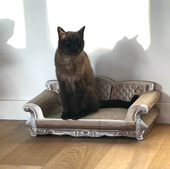 reviewer's cat on the sofa-shaped scratcher