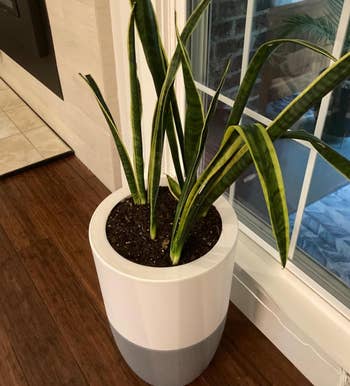 reviewer photo of the air purifier plant