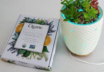 Essential oils set on a counter next to a potted plant with a lit rim