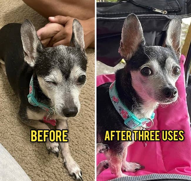 A reviewer's dog with squinted eyes before using the eye wash and with completed open eyes after three uses of the eye wash