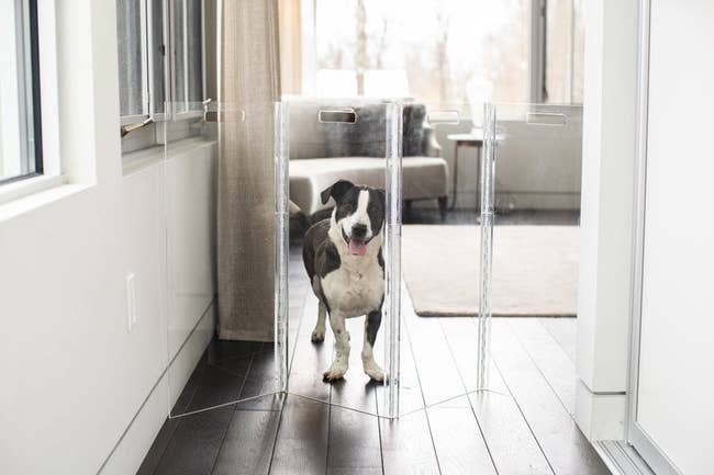 clear four-panel gate in a hallway holding a dog behind it