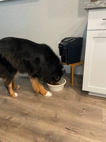 Dog eating from a vessel  beside a favored  nutrient  dispenser connected  a woody  level  successful  a location  setting