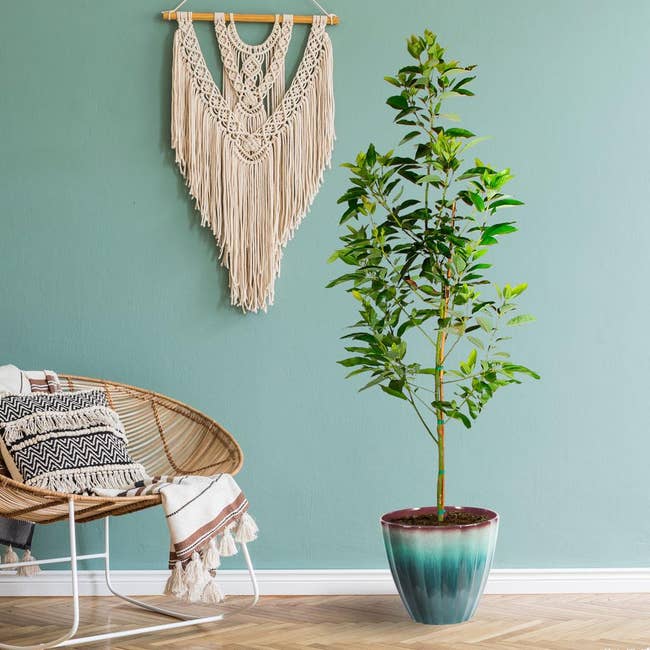 A potted plant stands next to a woven chair with patterned cushions and a blanket. A macramé wall hanging decorates the background