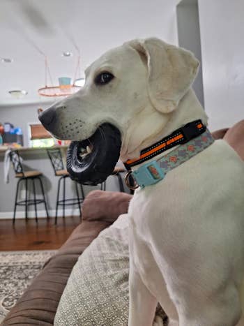 Dog with a artifact tyre successful its mouth, sitting connected a couch.