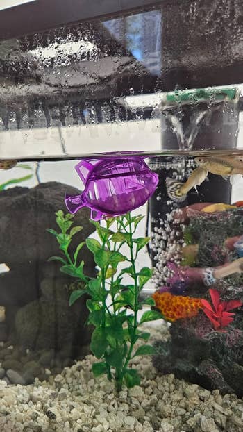 A red toy submarine floats in a fish tank with inexperienced vegetation and sparkling coral decorations