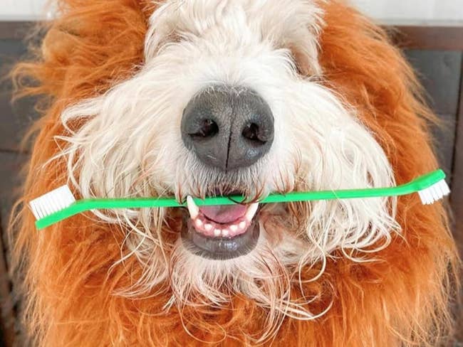 Fluffy dog playfully holds a toothbrush in its mouth, posing humorously