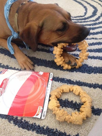 another reviewer's dog chewing on the toy