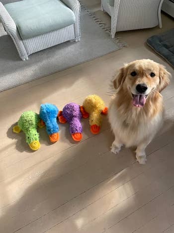 a dog sitting next to four of the duck toys in different colors