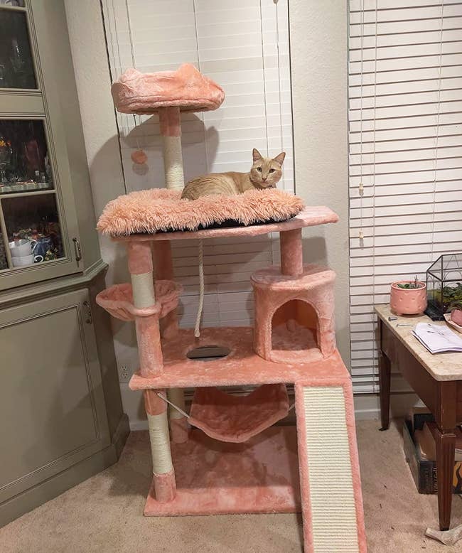 Cat resting on top of a pink multi-level cat tree with various platforms and cubby holes
