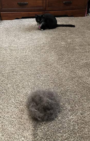 A cat stares at a large ball of shed fur on a carpeted floor