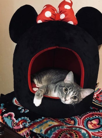 a cat in the pet bed