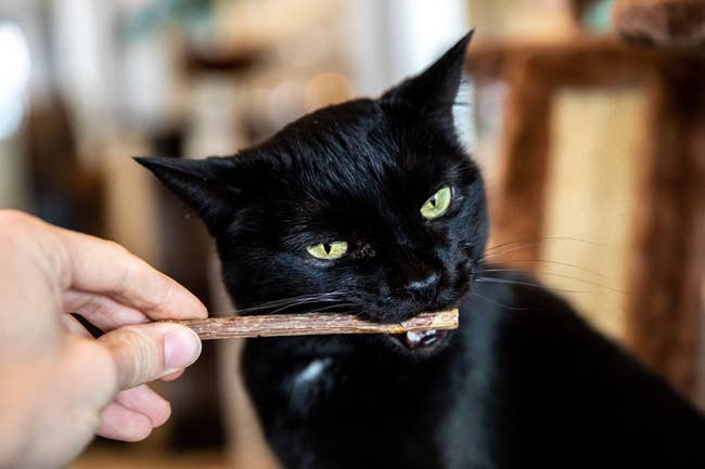 cat chewing on stick that is being held by model