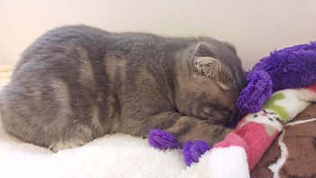 a kitten face-first sleeping on the toy