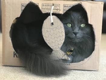 gray cat sitting in a box that has a cat-shaped cutout in it and a hanging fish charm