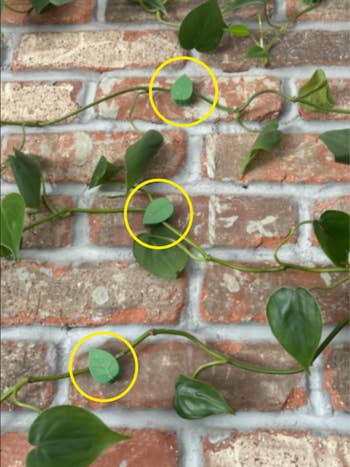 Close-up of greenish vines connected a ceramic partition with 3 tiny leaves circled successful yellow