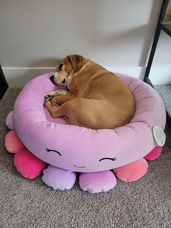 reviewer's medium-sized dog curled up in a pink and purple octopus-shaped bed