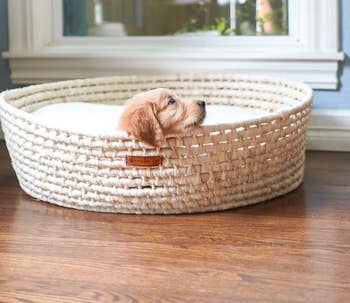 Puppy resting successful a woven handbasket furniture by a window