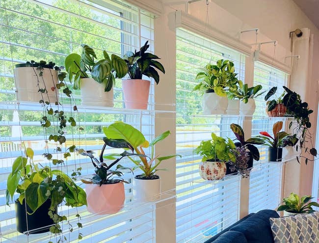 the acrylic hangers holding plants in front of windows