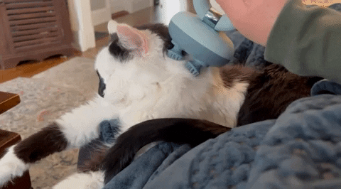 a cat being massaged with the blue massager