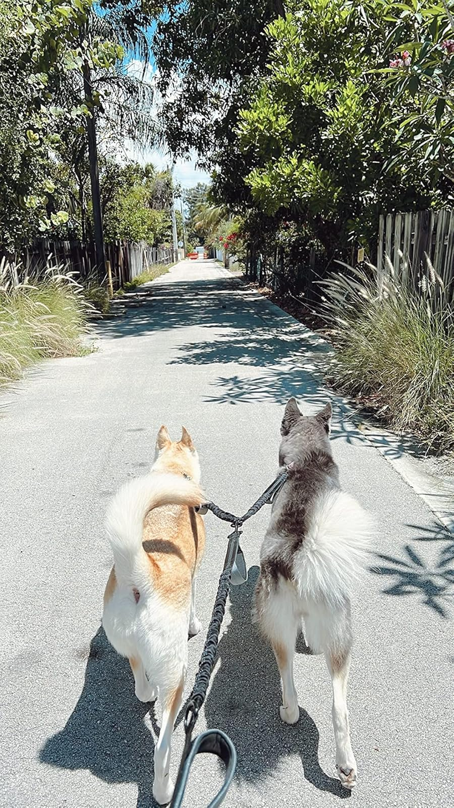 Two dogs walking on a sunny path with greenery on both sides