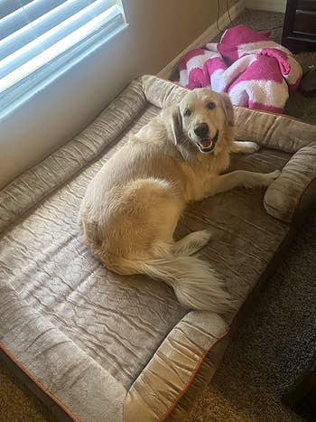 reviewer photo of golden retriever on beige dog bed