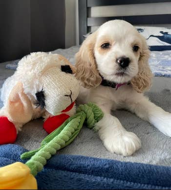 reviewer's cocker spaniel puppy next to a lamb chop toy