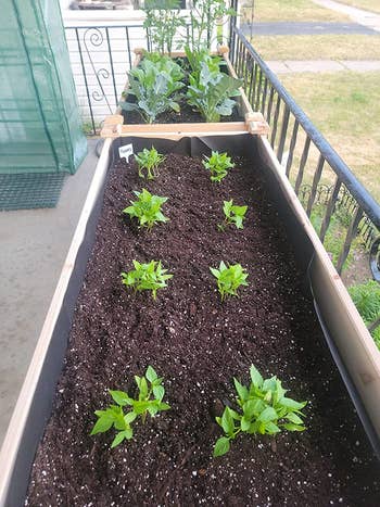 small plants planted successful  ungraded   wrong  the raised plot  beds