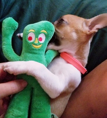 a different reviewer's small dog with its arm wrapped around Gumby