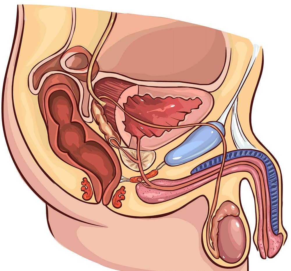 Male reproductive system diagram quiz