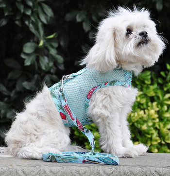 A dog wearing the harness and leash
