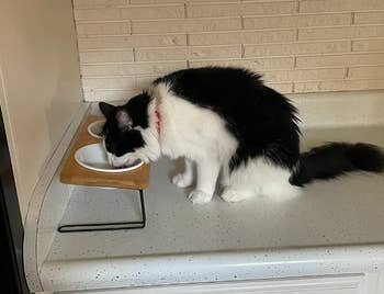 a reviewer's black and white cat eating from the elevated feeder