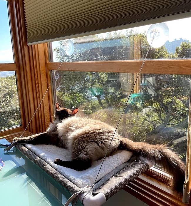 cat snoozing on the hammock