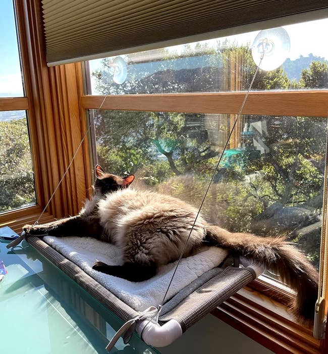 cat snoozing on the hammock