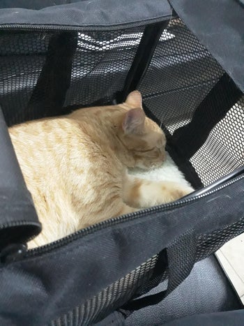 reviewer's cat napping in the carrier