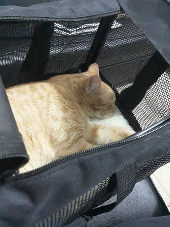 reviewer's cat napping in the carrier