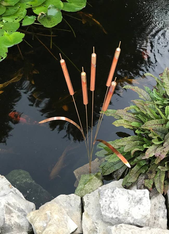 Copper cattails in a pond around rocks and with fish inside 