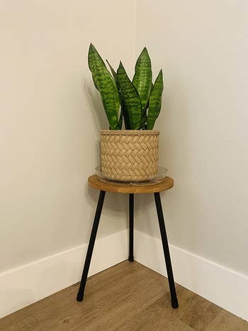 reviewer photo of plant on plant stand in the corner