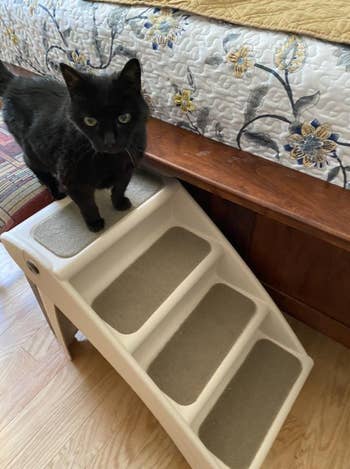 A achromatic  feline  stands connected  a favored  staircase beside a furniture  with a floral-patterned cover