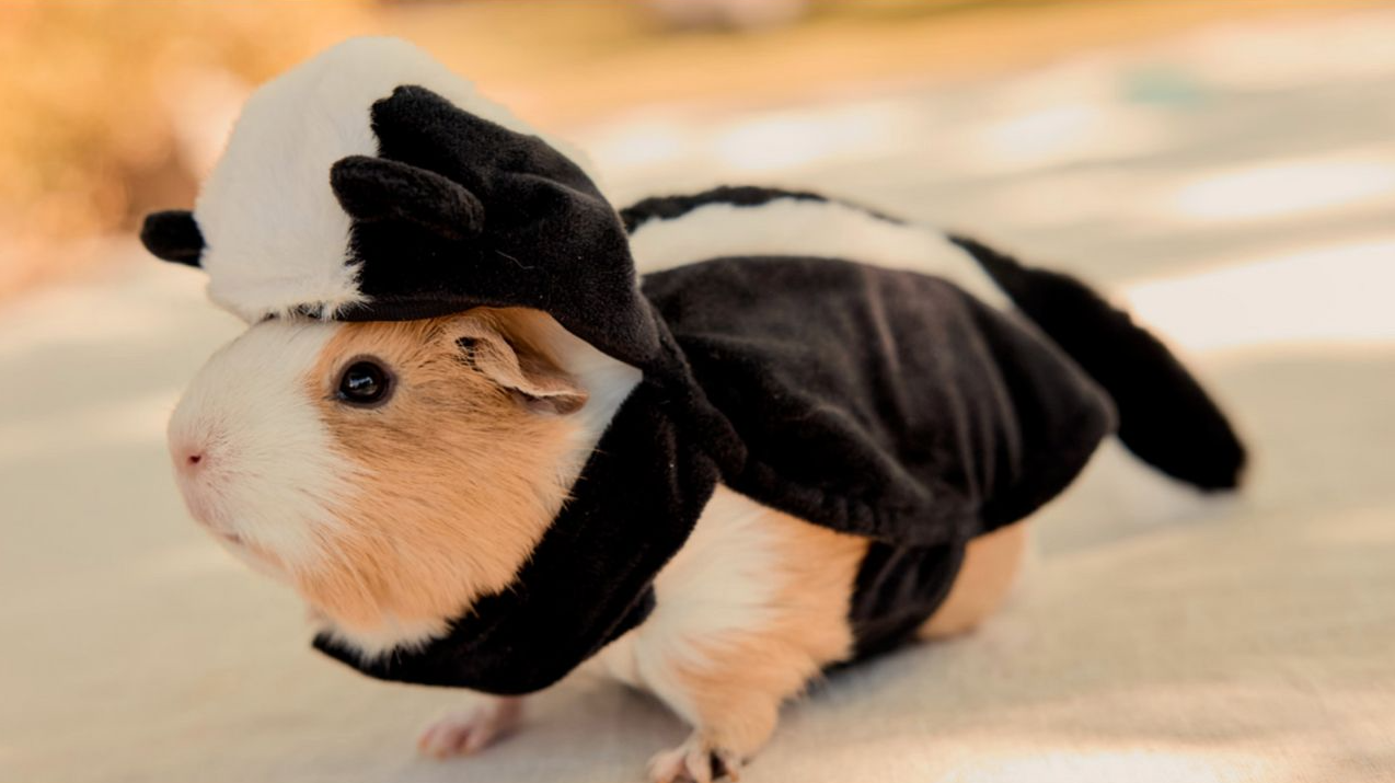 hamster in a skunk costume