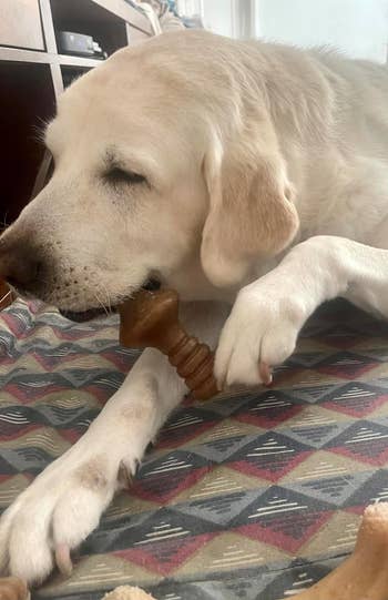 A canine  playing with and chewing connected  the toy