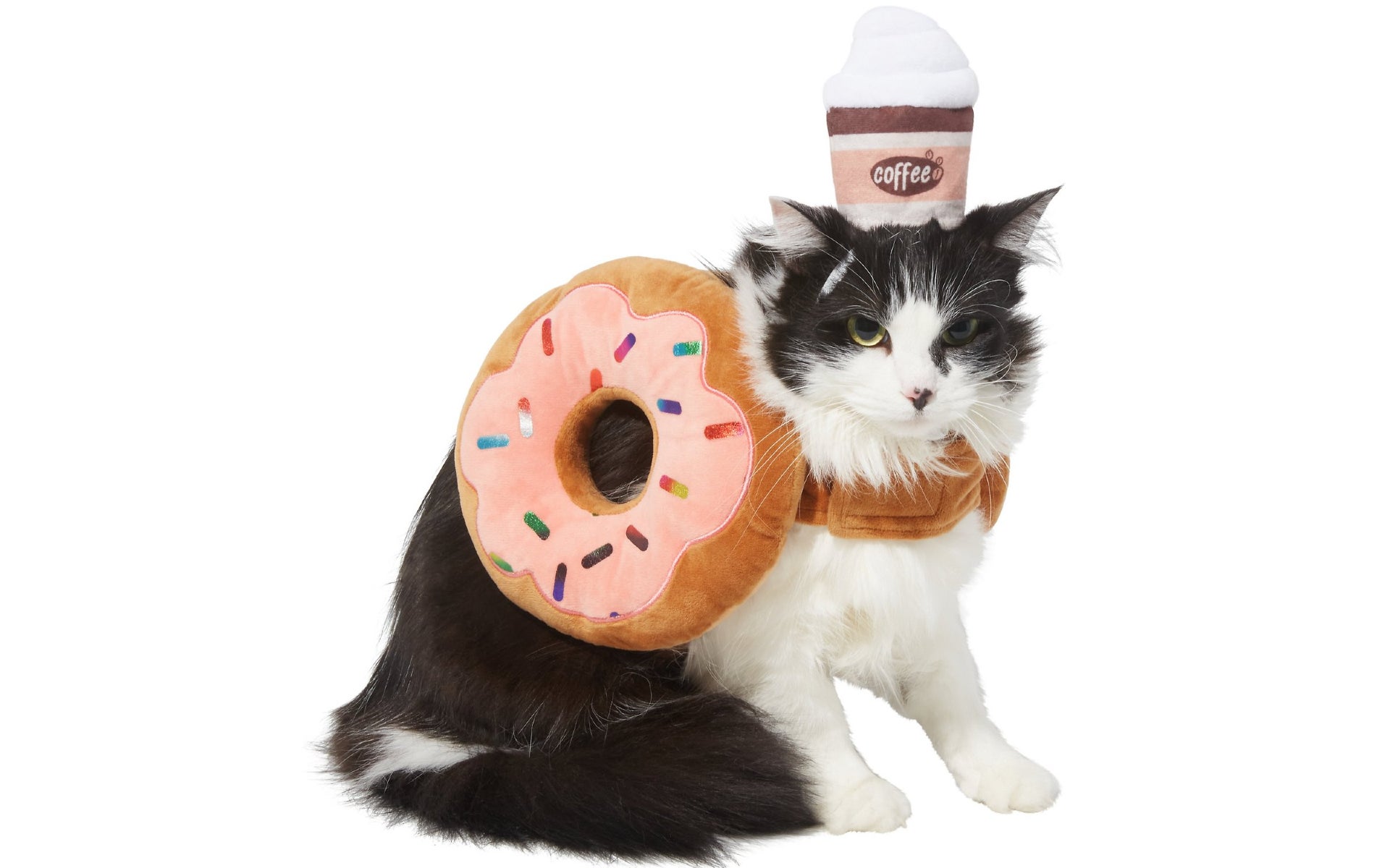 Cat dressed as a donut