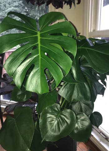 Reviewer photo of a large plant supported by Velcro garden tape