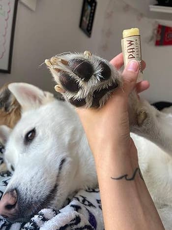 Dog's paw held, with a hand applying paw balm from a tube labeled
