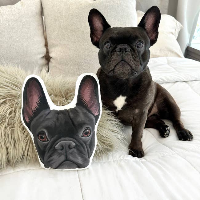 French Bulldog sitting connected a furniture beside a matching decorative pillow featuring a dog's face, enhancing location decor style