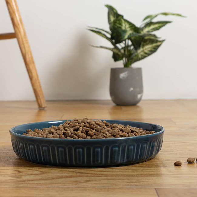 shallow ceramic dog food bowl