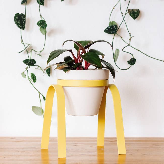 Indoor works successful a achromatic cookware with yellowish basal connected a woody table, surrounded by hanging vines