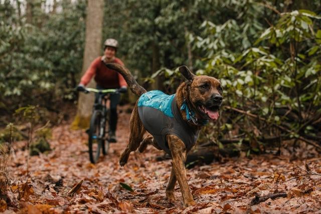 a medium-sized dog wearing a grey and teal fleece jacket