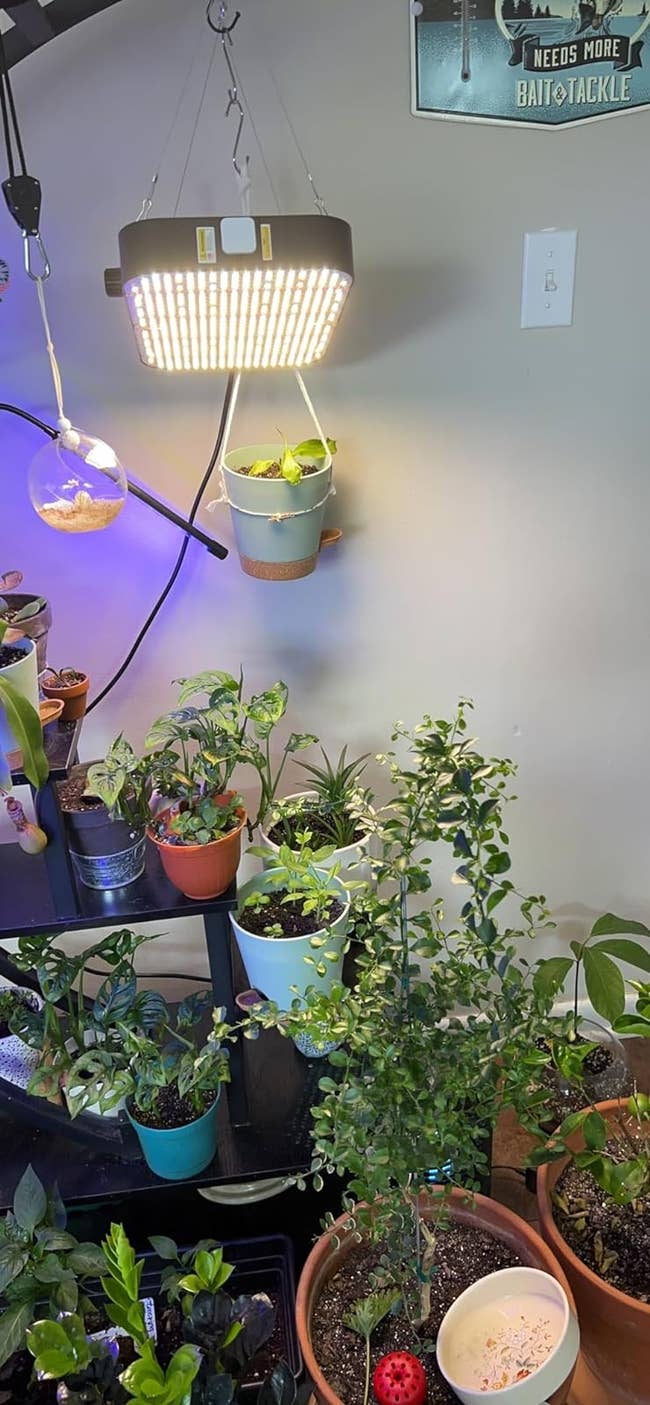 Indoor garden with a variety of potted plants under a grow light