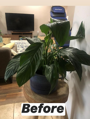 reviewer's before pic of their houseplant looking droopy